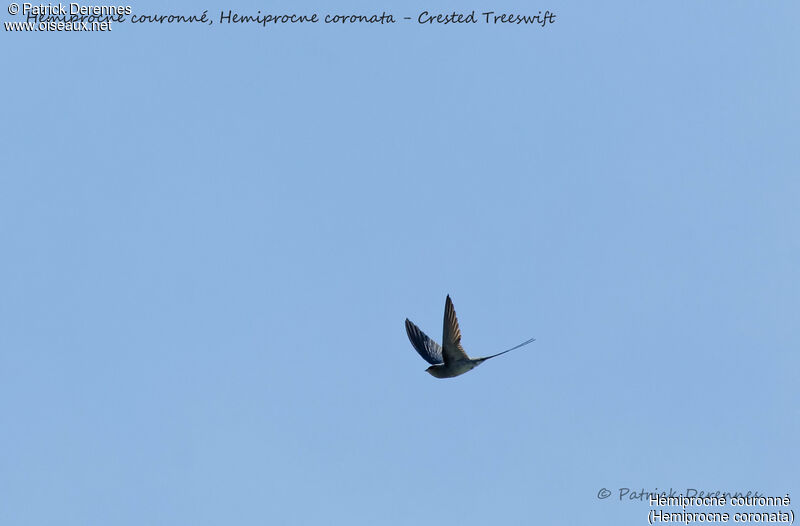 Crested Treeswift, Flight