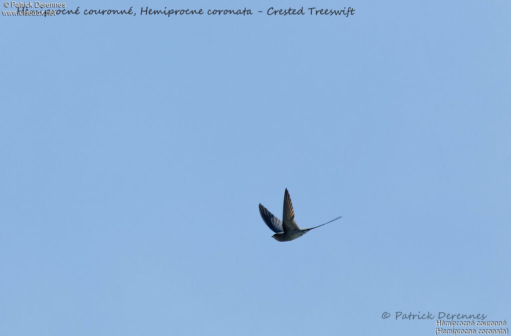 Crested Treeswift, Flight