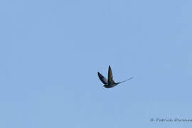 Crested Treeswift