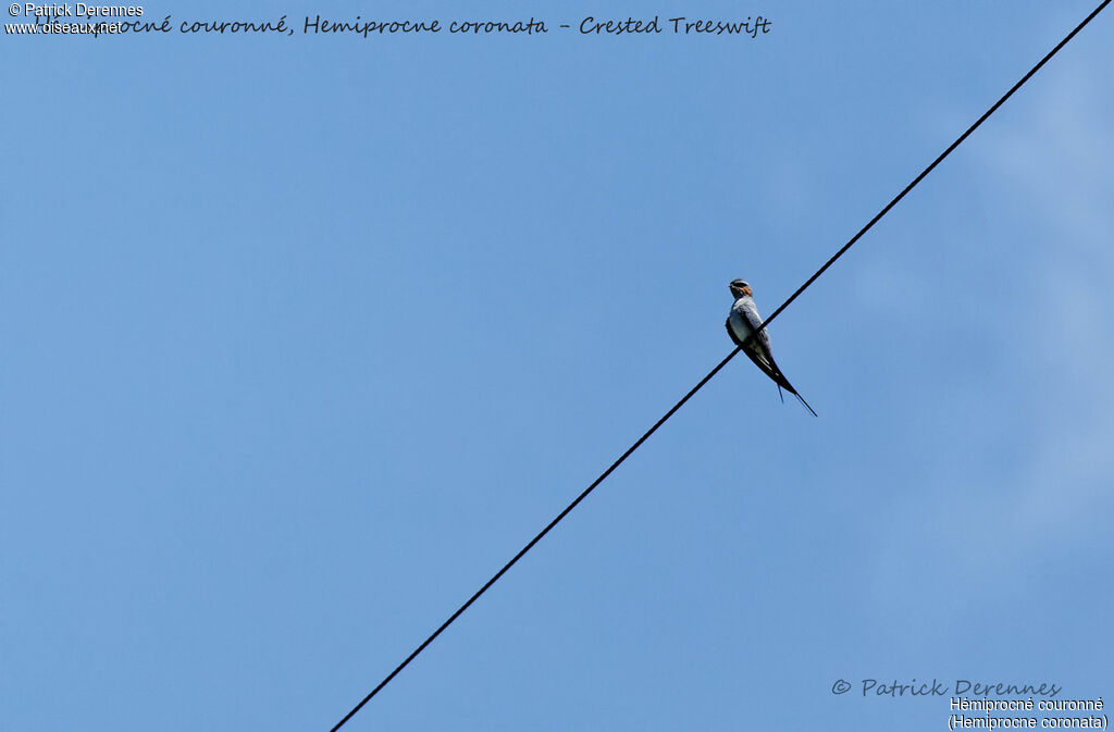 Crested Treeswift, identification