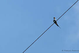 Crested Treeswift