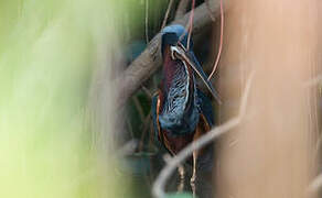 Agami Heron