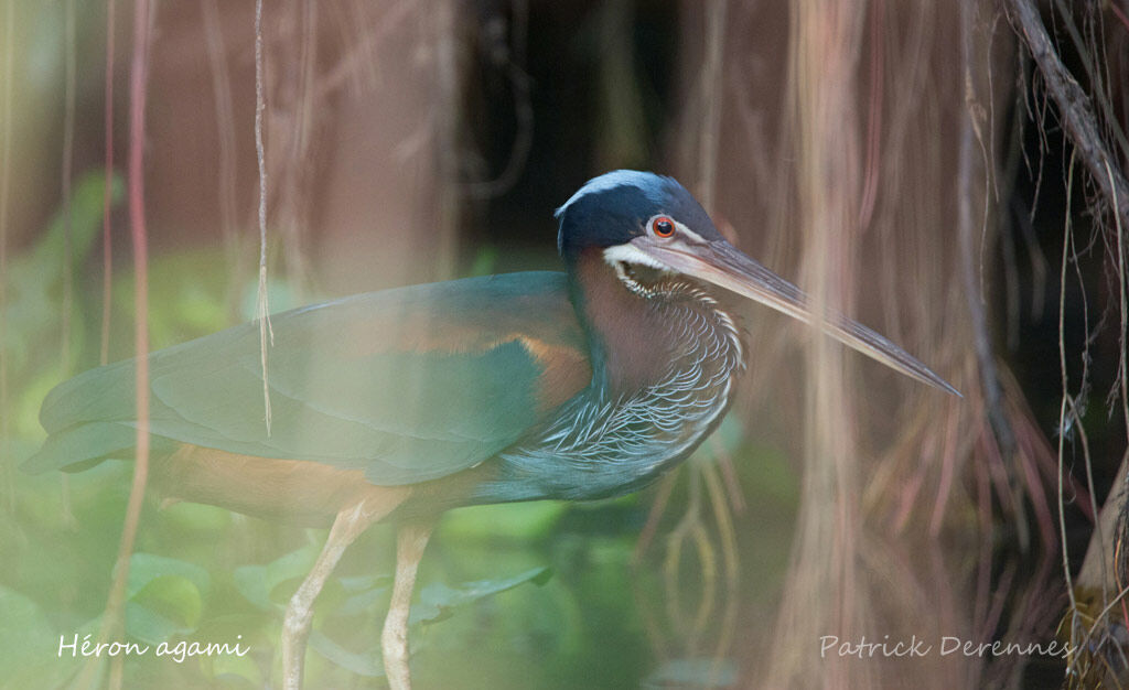 Agami Heron, identification, habitat