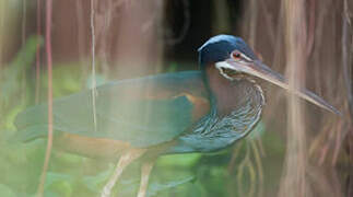 Agami Heron