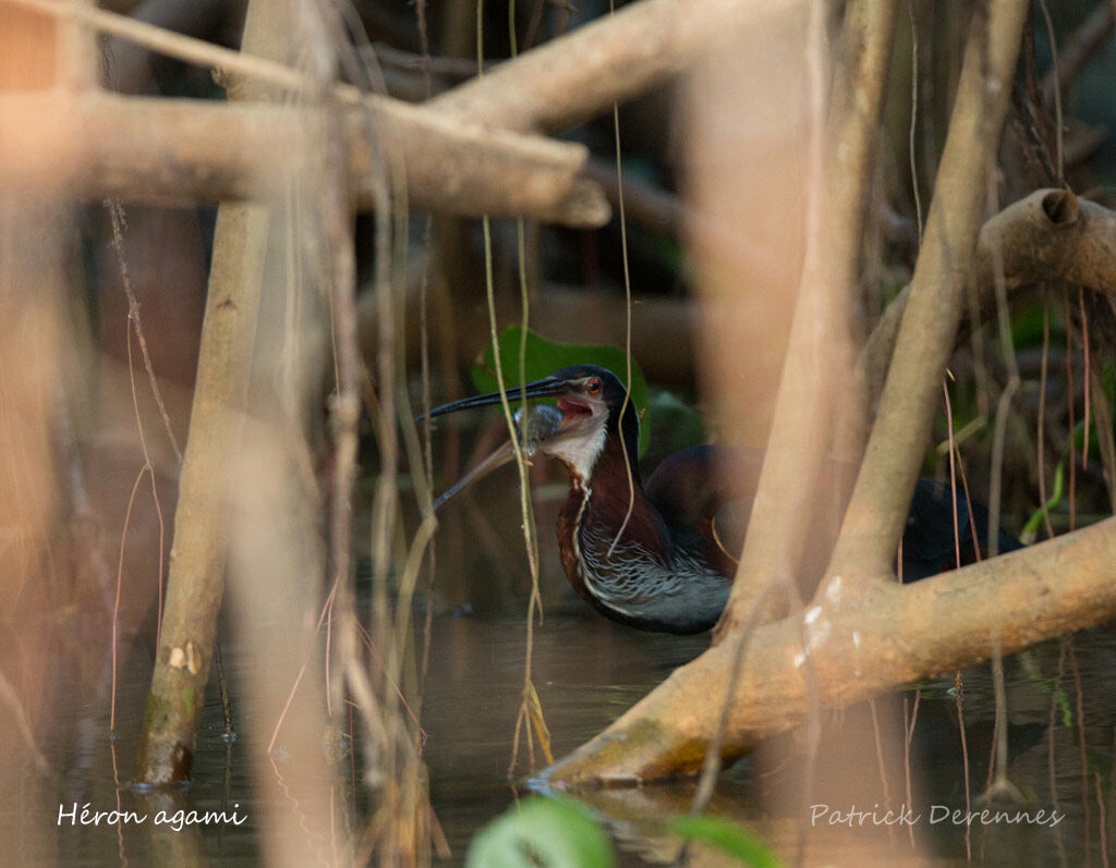 Héron agami, identification, habitat, régime, pêche/chasse, mange