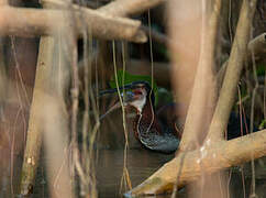 Agami Heron