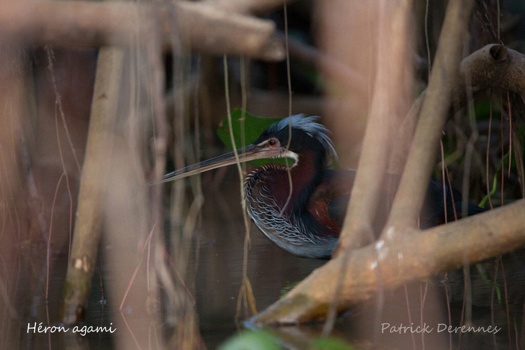 Agami Heron, identification, habitat