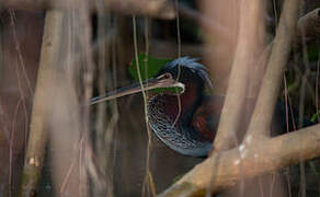 Agami Heron