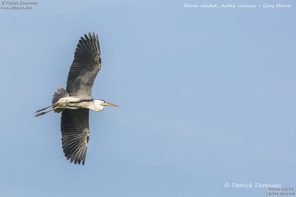 Grey Heron, Flight