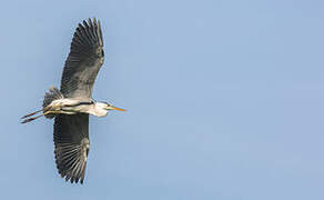 Grey Heron