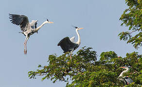 Grey Heron