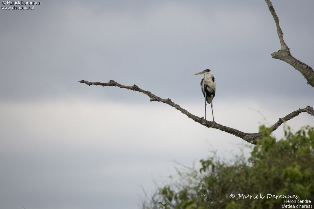 Grey Heron, identification, habitat