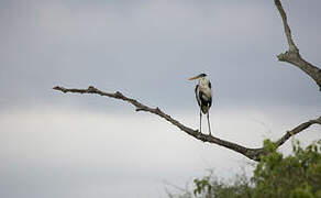 Grey Heron