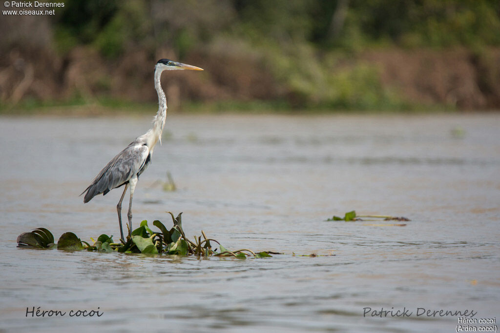 Cocoi Heron, identification, habitat