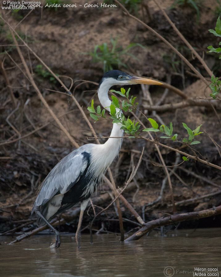 Héron cocoi, identification, habitat