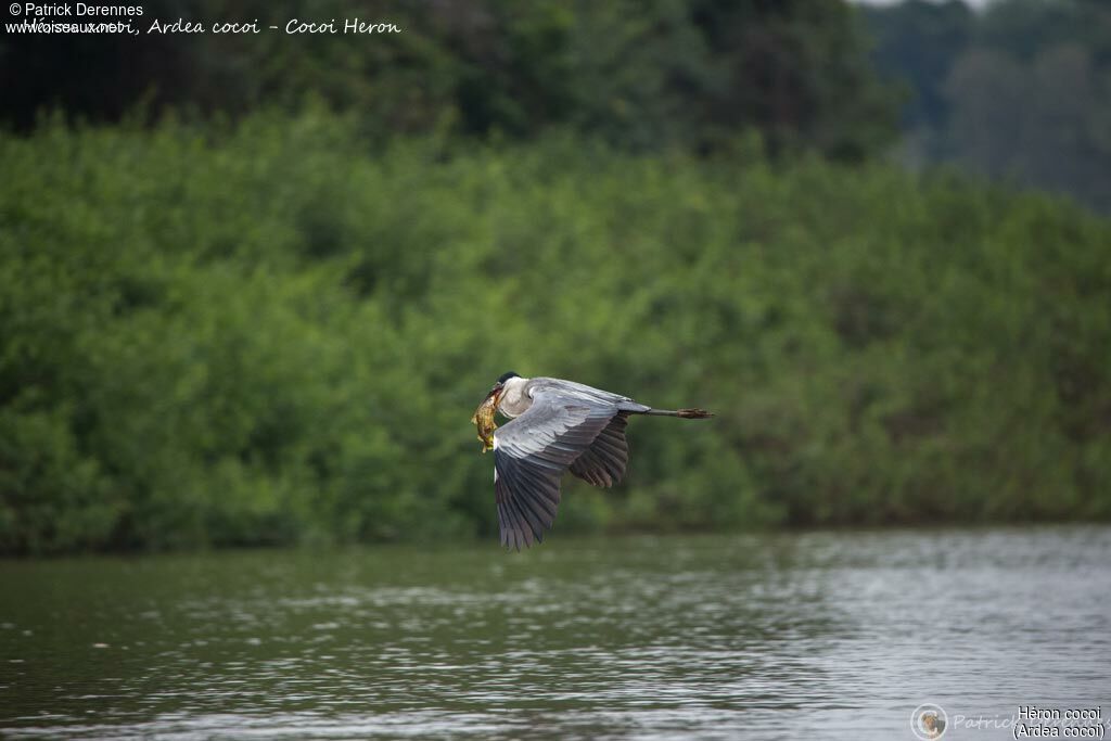 Cocoi Heron, identification, habitat, fishing/hunting