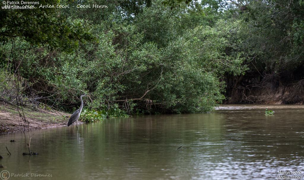 Héron cocoi, habitat