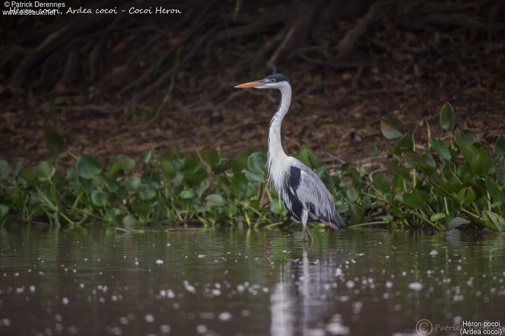 Cocoi Heron, identification, habitat