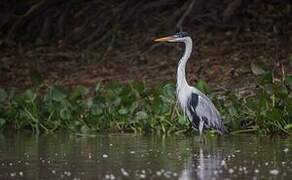 Cocoi Heron