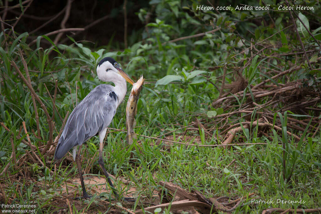 Cocoi Heron, feeding habits, eats