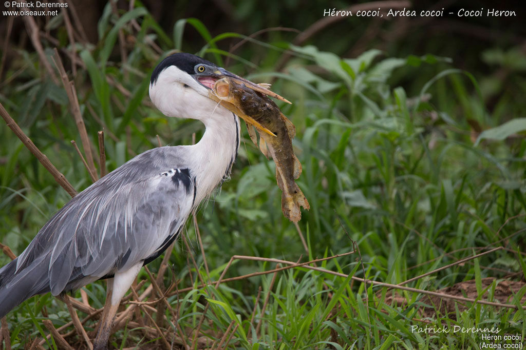 Héron cocoiadulte, régime, pêche/chasse, mange