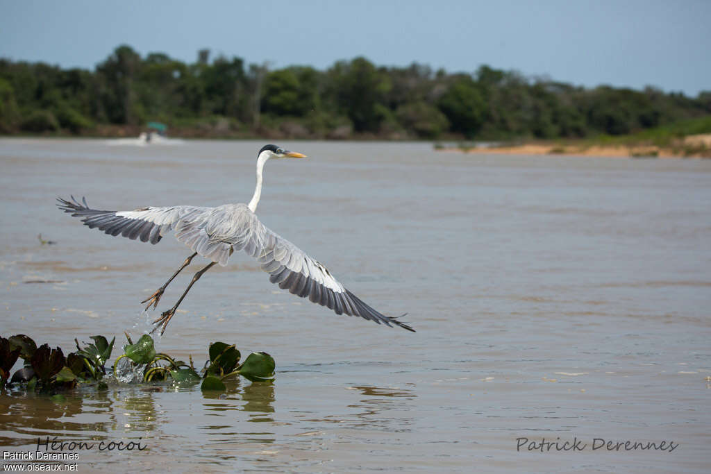 Héron cocoiadulte, habitat, Vol