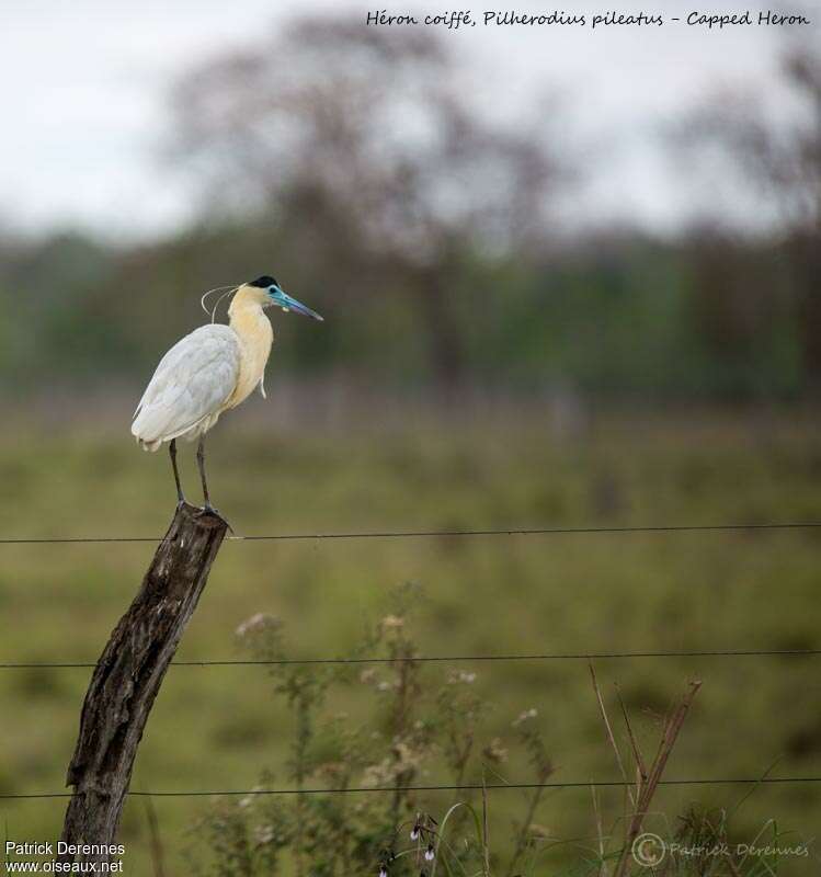 Capped Heronadult, habitat, Behaviour