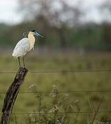 Capped Heron