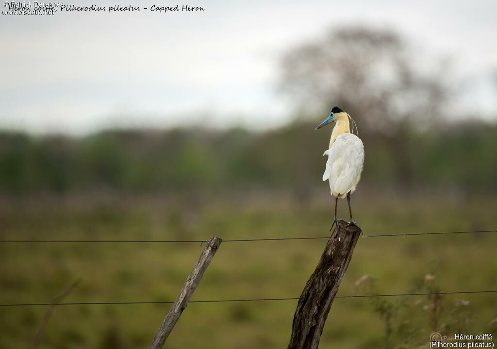 Capped Heron, identification
