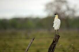 Capped Heron