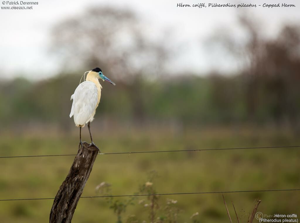 Capped Heron, identification