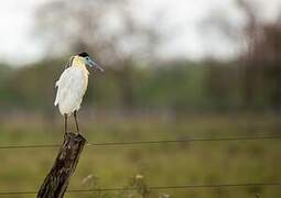 Capped Heron