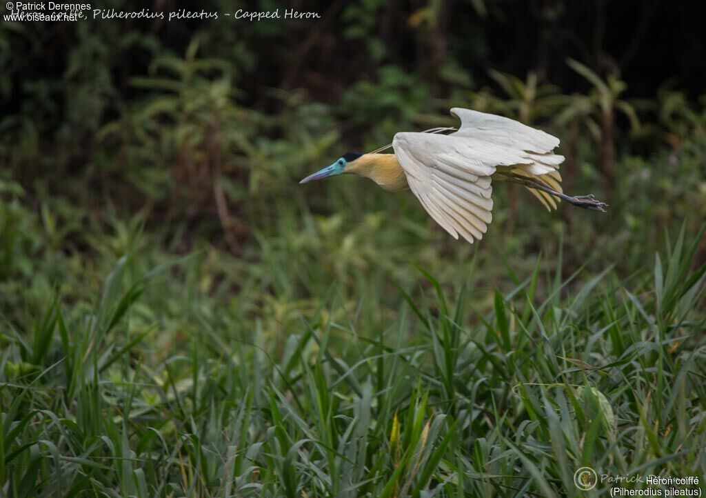 Capped Heron, identification, habitat, Flight