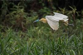 Capped Heron