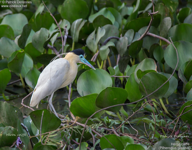 Capped Heron, identification, habitat