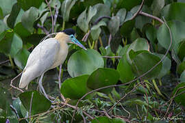 Capped Heron