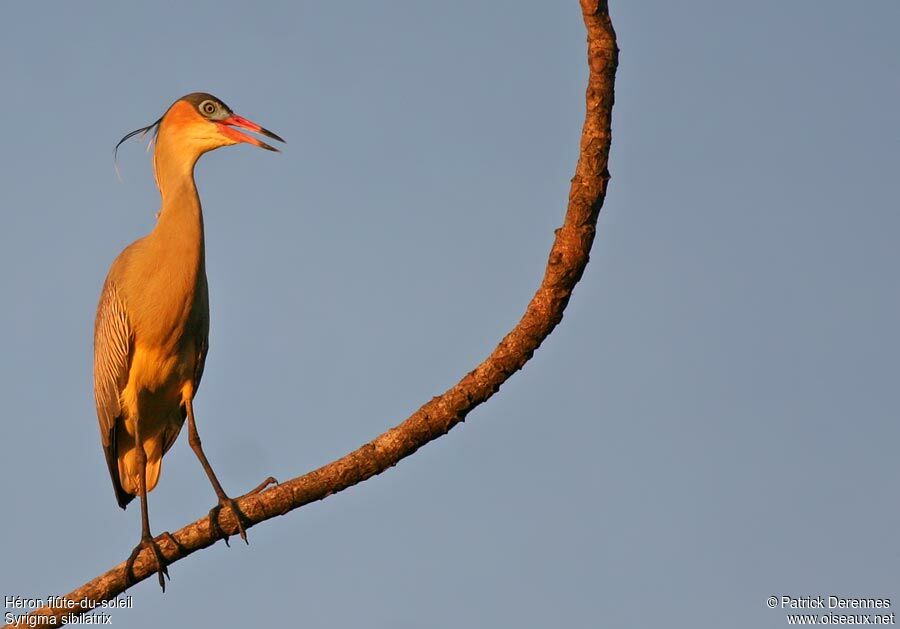 Whistling Heronadult breeding, identification