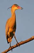 Whistling Heron