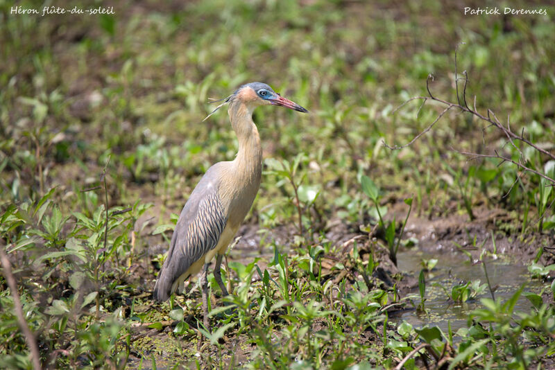 Whistling Heron, identification, habitat