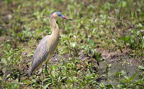 Whistling Heron