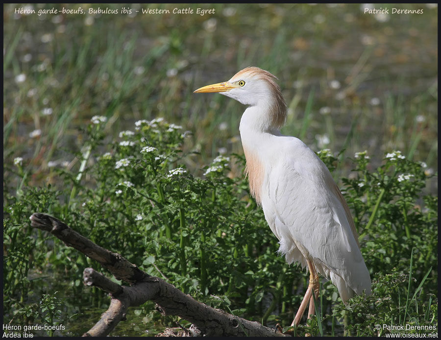 Western Cattle Egretadult breeding