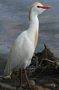 Western Cattle Egret