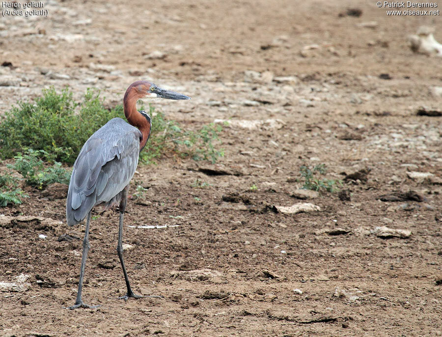 Goliath Heronadult, identification