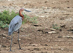 Goliath Heron