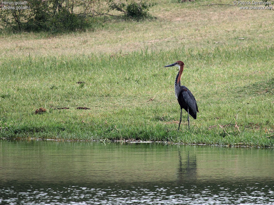 Goliath Heronadult, identification