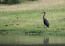 Goliath Heron