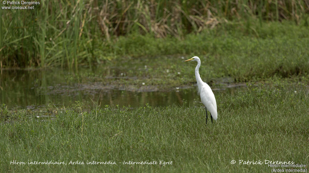 Medium Egret, identification, habitat