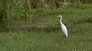 Medium Egret