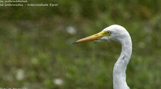 Medium Egret