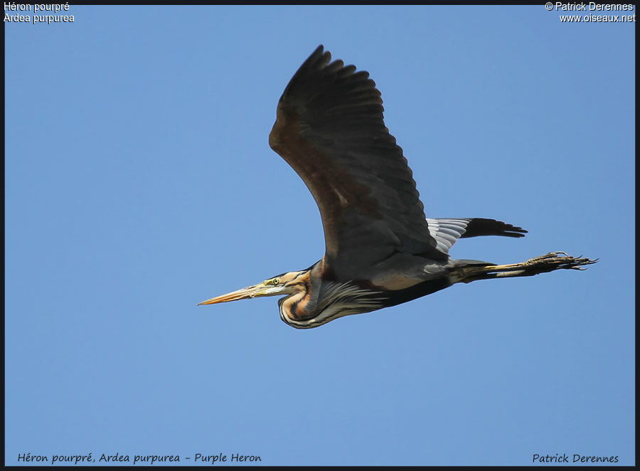 Purple Heron, Flight